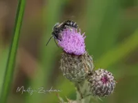 Matte bandgroefbij [Lasioglossum leucozonium]